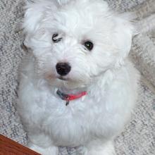 DEAR PUPPY (SAMMY) WLADYKA Obituary pic