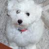 WLADYKA, DEAR PUPPY (SAMMY) photo