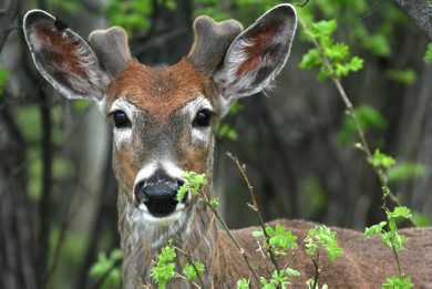 Marc Gallant / Winnipeg Free Press.  Local- (Standup Photo). Watcher in the woods. A young deer peers from the forest while eating leaves by Cricket Drive in Assiniboine Park. A group of eight deer were seen in the park. 060508.