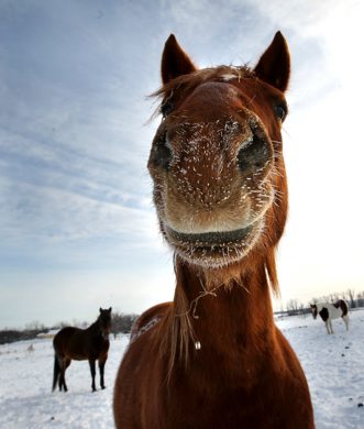 Ruth Bonneville Winnipeg Free Press January 18, 2011 Local Standup - 