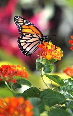 RUTH BONNEVILLE / WINNIPEG FREE PRESS June 23, 2011 Local - A Monarch butterfly is perched on a flower  in the newly opened Butterfly Garden in Assiniboine Park Thursday morning.