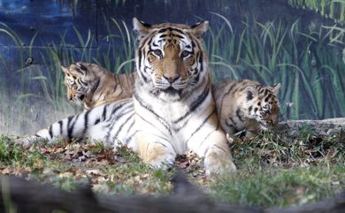 Two baby tigers were unveiled at the Assiniboine Park Zoo this morning, October 3rd, 2011. (TREVOR HAGAN/WINNIPEG FREE PRESS)