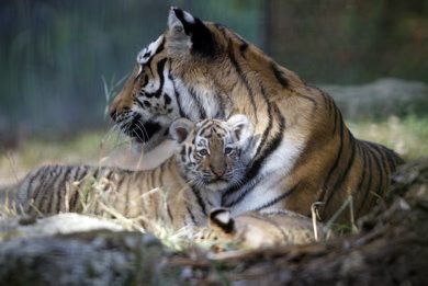 Two baby tigers were unveiled at the Assiniboine Park Zoo this morning, October 3rd, 2011. (TREVOR HAGAN/WINNIPEG FREE PRESS)