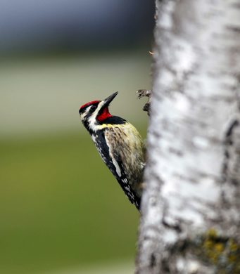 A Yellow-bellied Sapsucker hangs out on a birch tree in St. Vital. The Yellow-bellied Sapsucker is considered a keystone species. Other species take advantage of the holes that the birds make in trees. A group of sapsuckers are collectively known as a 