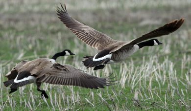 Two Canada geese fly Wednesday afternoon at Oak Hammock Marsh- Front bird is banded for identification- Goose Challenge Day 3- - Apr 30, 2012   (JOE BRYKSA / WINNIPEG FREE PRESS)