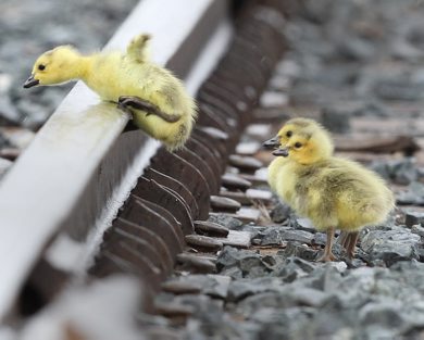 Challenges of Life- Goose Goslings jump over railway tracks to catch up to their parents at the Canadian Pacific Railway terminalon Keewatin St in Winnipeg Thursday morning. The young goslings seem to normally hatch in the truck yard a few weeks before others in town- Standup photo- ( Day 4 of Bryksas 30 day goose project) - Apr 30, 2012   (JOE BRYKSA / WINNIPEG FREE PRESS)