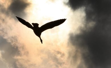 A Canada goose flies towards the sun near the Perimeter Highway North and Main St Monday afternoon  See Day 10 for Bryksas 30 goose project - May 11, 2012   (JOE BRYKSA / WINNIPEG FREE PRESS)