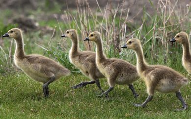 Goslings with some size head for cover Wednesday afternoon on Commerce Drive in Tuxedo Business Park - See Bryksa 30 Goose Challenge- Day 12- May 16, 2012   (JOE BRYKSA / WINNIPEG FREE PRESS)