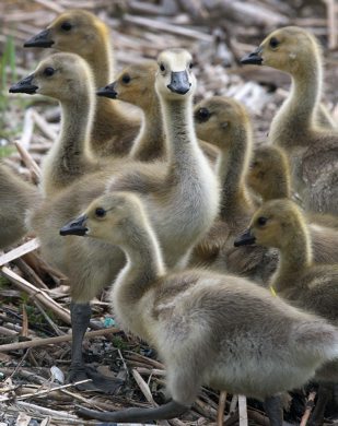 Goslings enjoy Fridays warm weather to soak up some sun and gobble some grass on Heckla Ave in Winnipeg Friday afternoon- See Bryksas 30 DAY goose challenge - May 18, 2012   (JOE BRYKSA / WINNIPEG FREE PRESS)