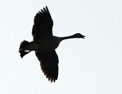 A goose comes in for a landing Thursday morning through heavy fog on near Hyw 59 just north of Winnipeg - Day 17 Of Joe Bryksas 30 day goose challenge - May 24, 2012   (JOE BRYKSA / WINNIPEG FREE PRESS)