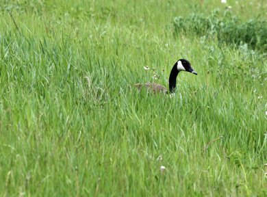 Goose sits in high grass near Marion Friday afternoon for cover -See Bryksa 30 Day goose challenge- Day 18 - May 25, 2012   (JOE BRYKSA / WINNIPEG FREE PRESS)