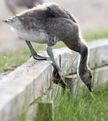 A young goose   reaches for long strands of grass Friday night near McGillvary Blvd-See Bryksa 30 Day goose challenge- Day 19 - May 23, 2012   (JOE BRYKSA / WINNIPEG FREE PRESS)