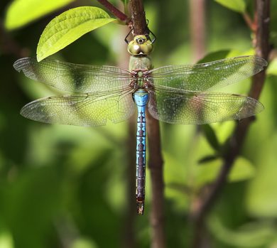 Winnipegs best friend the dragon fly takes a break at English Gardens in Assiniboine Park Wednesday- A dragon fly can eat  food equal to its own weight in 30 minutes-Standup photo- June 13, 2012   (JOE BRYKSA / WINNIPEG FREE PRESS)