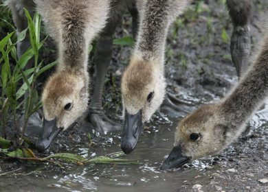 Young goslings jostle for position to take a drink from a puddle in Brookside Cemetery Thursday morning- Day 23 June 14, 2012   (JOE BRYKSA / WINNIPEG FREE PRESS)
