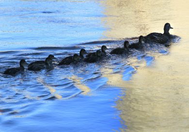 A female Mallard duck leads a group of duckings on a morning swim through the reflections in the Assiniboine River at The Forks Monday.     (WAYNE GLOWACKI/WINNIPEG FREE PRESS) Winnipeg Free Press  June 18 2012