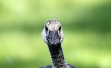 A gosling stares near water at Omands Creek Park-See Bryksa 30 day goose challenge- Day 25 June 21, 2012   (JOE BRYKSA / WINNIPEG FREE PRESS)