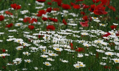 STDUP Äì Beautiful West End  begins it's summer of bloom with boulevard s, front yards  and even back lane gardens ,  coming alive with flowers , daisies and poppies  dress up a backyard lane on Camden St near Wolseley Ave  KEN GIGLIOTTI  / WINNIPEG FREE PRESS  /  June 26 2012