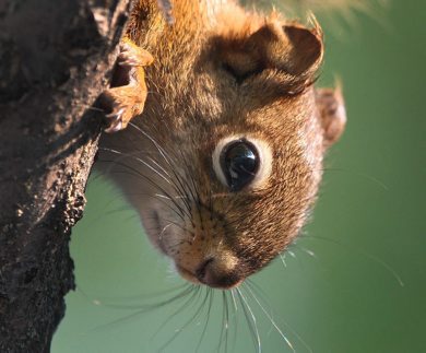A squirrel enjoys the morning sunshine next to the duck pond in Assiniboine Park Wednesday June 27, 2012   (JOE BRYKSA / WINNIPEG FREE PRESS)