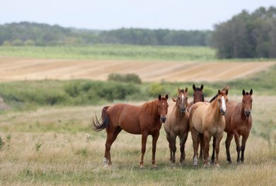 Horses enjoy a beautiful September morning east of Neepawa, Manitoba  - Standup Photo Sept 04, 2012   (JOE BRYKSA / WINNIPEG FREE PRESS)