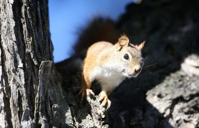 A red squirrel peaks out of the shade in a tree in East Fort Garry, Sunday, September 9, 2012. (TREVOR HAGAN/WINNIPEG FREE PRESS)