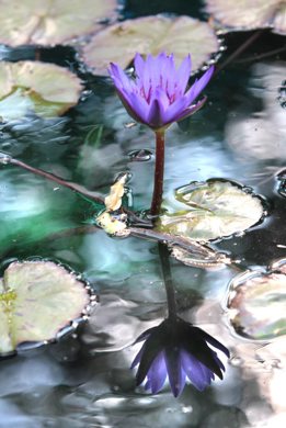 A water lily in full bloom is reflected in the pond at the Leo Mol Sculpture Garden Tuesday afternoon. Standup photo. Sept 11,  2012 (Ruth Bonneville/Winnipeg Free Press)