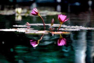 Water lilys are reflected in the pond at the Leo Mol Sculpture Garden Tuesday afternoon. Standup photo. Sept 11,  2012 (Ruth Bonneville/Winnipeg Free Press)