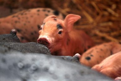A one day old piglet glances up from his morning feeding at Cedar Lane Farm near Altona.    Standup photo Ruth Bonneville Winnipeg Free Press