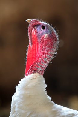 A turkey extends his snood ( a fleshy, red appendage just above the turkeys beak) as he shows off in his barn at Cedar Lane Farm near Altona.    Standup photo Ruth Bonneville Winnipeg Free Press