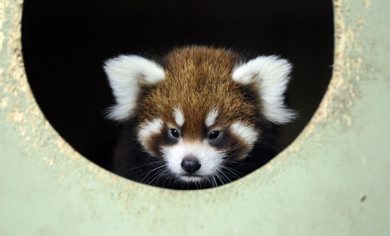 A baby Red Panda in her area at the Zoo. International Red Panda Day is Saturday September 15th and the Assiniboine Park Zoo will be celebrating in a big way! The Zoo is home to three red pandas - Rufus, Rouge and their cub who was born on June 30 of this year. The female cub has yet to be named and the Assiniboine Park Zoo is asking the community to help. September 14, 2012  BORIS MINKEVICH / WINNIPEG FREE PRESS