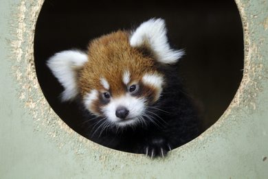 A baby Red Panda in her area at the Zoo. International Red Panda Day is Saturday September 15th and the Assiniboine Park Zoo will be celebrating in a big way! The Zoo is home to three red pandas - Rufus, Rouge and their cub who was born on June 30 of this year. The female cub has yet to be named and the Assiniboine Park Zoo is asking the community to help. September 14, 2012  BORIS MINKEVICH / WINNIPEG FREE PRESS