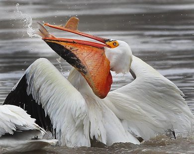 Down the Hatch- A pelican swallows a fresh fish that it caught on the Red River near Lockport, Manitoba. Wednesday morning- May 01, 2013   (JOE BRYKSA / WINNIPEG FREE PRESS)