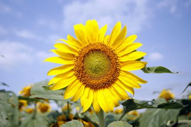 MIKE APORIUS/WINNIPEG FREE PRESS STANDUP - pretty sunflower in field off HWY 206 near Bird's Hill Park Thursday August 09/2007