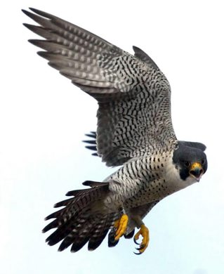 Marc Gallant/Winnipeg Free Press. Local- Peregrine Falcon Recovery Project. Baby peregrine falcons. 21 days old. Three baby falcons. Born on ledge on roof of Radisson hotel on Portage Avenue. Project Coordinator Tracy Maconachie said that these are third generation falcons to call the hotel home. Maconachie banded the legs of the birds for future identification as seen on this adult bird swooping just metres above. June 16, 2004.