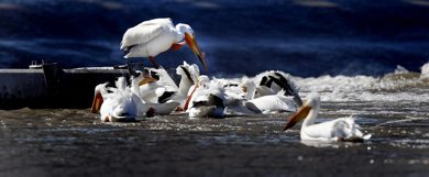 PHIL.HOSSACK@FREEPRESS.MB.CA Winnipeg Free Press 090528 STAND UP...(Weather) One to oversee the pecking order, a pack of pelican's fishes the eddies under the Red River control structure at Lockport Thursday morning......