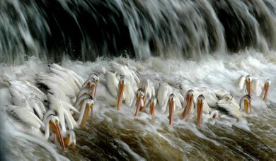 PHIL.HOSSACK@FREEPRESS.MB.CA 090728 / WINNIPEG FREE PRESS White Pelicans belly up to the sushi bar Tuesday afternoon at Lockport. One of North America's largest birds is a common sight along the Red RIver and on Lake Winnipeg. Here the fight each other for fish near the base of Red RIver's control structure, giving human fisher's downstream a run for their money.