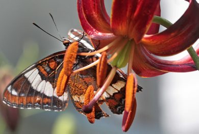 JOE.BRYKSA@FREEPRESS.MB.CA Local-(  Standup photo)-    A butterfly looks for nector on a lily Tuesday afternoon in Wolseley-JOE BRYKSA/WINNIPEG FREE PRESS- June 22, 2010