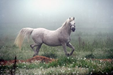 Marc Gallant / Winnipeg Free Press.  Local/Standup- Morning Fog. Horse prances in field by McPhillips Road, north of Winnipeg. 060605.