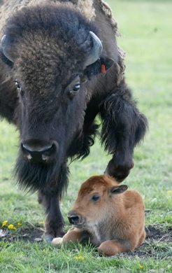 Marc Gallant/Winnipeg Free Press. Local/Standup- BABY BISON. Fort Whyte Centre's newest mother gently nudges her 50 pound, female bull calf awake. Calf born yesterday. 25 now in herd. Four more calfs are expected over the next four weeks. It is the bison's second calf. June 7, 2002.