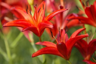 Marc Gallant/Winnipeg Free Press. Gardening Column- Assiniboine Park English Garden. July 19, 2002.