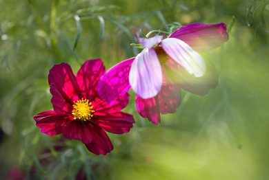 Marc Gallant/Winnipeg Free Press. Gardening Column- Assiniboine Park English Garden. July 19, 2002.