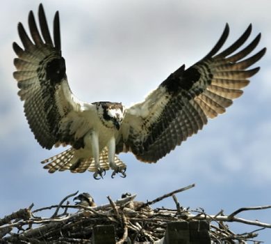 JOE BRYKSA/WINNIPEG FREE PRESS Local- A large osprey lands in it's nest in a hydro pole on Hyw 59  near the Hillside Beach turnoff turn off. Osprey a large narrow winged hawk which can have a wingspan of over 54 inches are making a incredible recovery since pesticide use of the 1950's and  1960's- For the last two decades these fish hawks have been reappearing in the Lake Winnipeg area- Aug 03, 2005