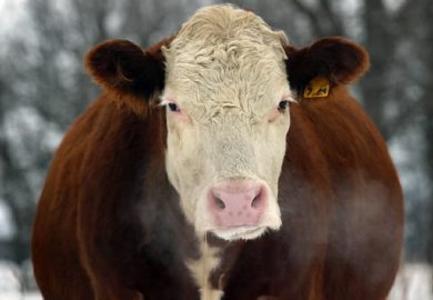 MIKE APORIUS/WINNIPEG FREE PRESS BUSINESS - cow on farm owned by cattle farmer Lloyd Buchanan near Argyle Wednesday afternoon -see Larry Kusch's story  January 04/2006