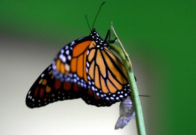MIKE DEAL / WINNIPEG FREE PRESS 060711 Chris Pedersen breeds Monarch butterflies in his back yard in East Selkirk watching as it transforms from the Larva or caterpillar through the Chrysalis stage to an adult Monarch. Here an adult Monarch within an hour of it emerging from the Chrysalis which can be seen underneath it.