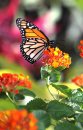 RUTH BONNEVILLE / WINNIPEG FREE PRESS June 23, 2011 Local - A Monarch butterfly is perched on a flower  in the newly opened Butterfly Garden in Assiniboine Park Thursday morning.