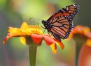 A monarch butterfly looks for nectar in Mexican sunflowers at Winnipeg's Assiniboine Park Monday afternoon-Monarch butterflys start their annual migration usually in late August with the first sign of frost- Standup photo August 22, 2011   (JOE BRYKSA / WINNIPEG FREE PRESS)