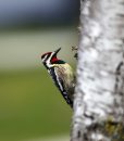A Yellow-bellied Sapsucker hangs out on a birch tree in St. Vital. The Yellow-bellied Sapsucker is considered a keystone species. Other species take advantage of the holes that the birds make in trees. A group of sapsuckers are collectively known as a "slurp" of sapsuckers. April 24, 2012  BORIS MINKEVICH / WINNIPEG FREE PRESS