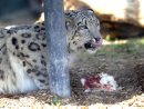 A Snow Leopard ... 