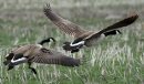 Two Canada geese fly Wednesday afternoon at Oak Hammock Marsh- Front bird is banded for identification- Goose Challenge Day 3- - Apr 30, 2012   (JOE BRYKSA / WINNIPEG FREE PRESS)