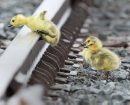 Challenges of Life- Goose Goslings jump over railway tracks to catch up to their parents at the Canadian Pacific Railway terminalon Keewatin St in Winnipeg Thursday morning. The young goslings seem to normally hatch in the truck yard a few weeks before others in town- Standup photo- ( Day 4 of Bryksas 30 day goose project) - Apr 30, 2012   (JOE BRYKSA / WINNIPEG FREE PRESS)