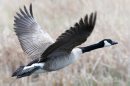 A Canada goose makes takes flight on Wilkes Ave Friday afternoon- See Bryksas 30 Day goose a day challenge- Day 09- May 11, 2012   (JOE BRYKSA / WINNIPEG FREE PRESS)